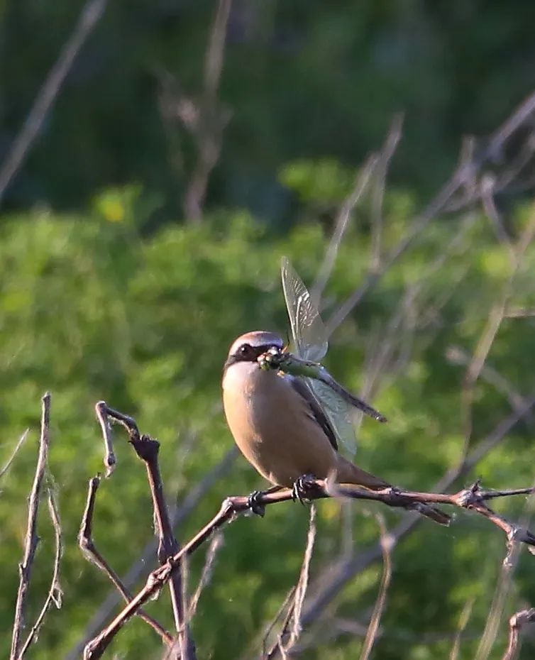 birdWatching