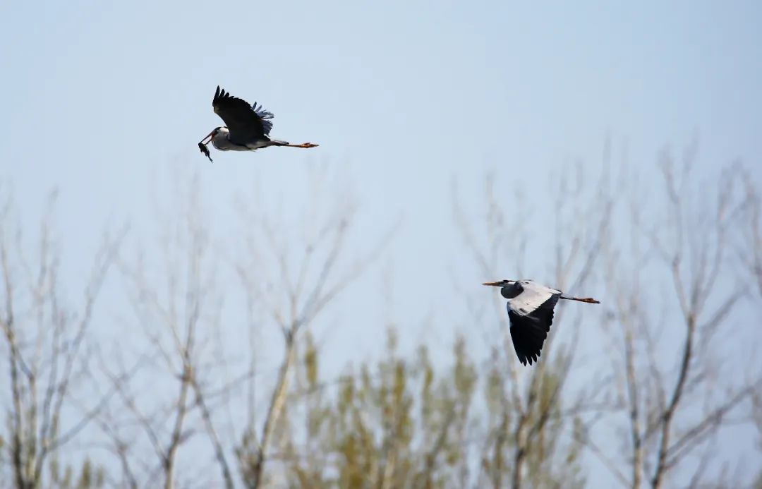 birdWatching