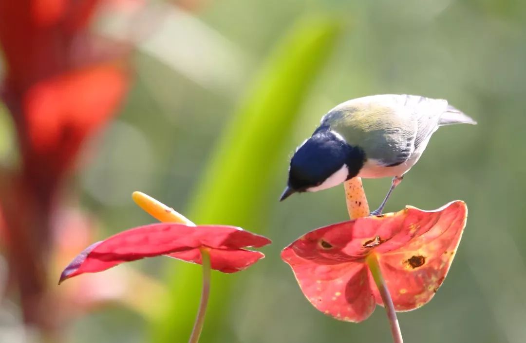 birdWatching