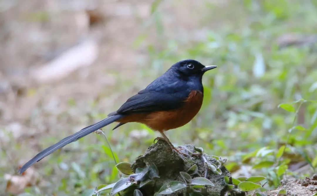 birdWatching