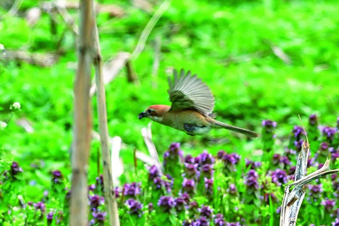 birdWatching