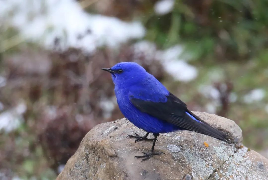 birdWatching