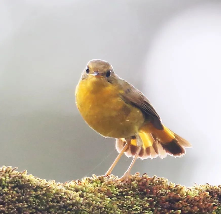 birdWatching