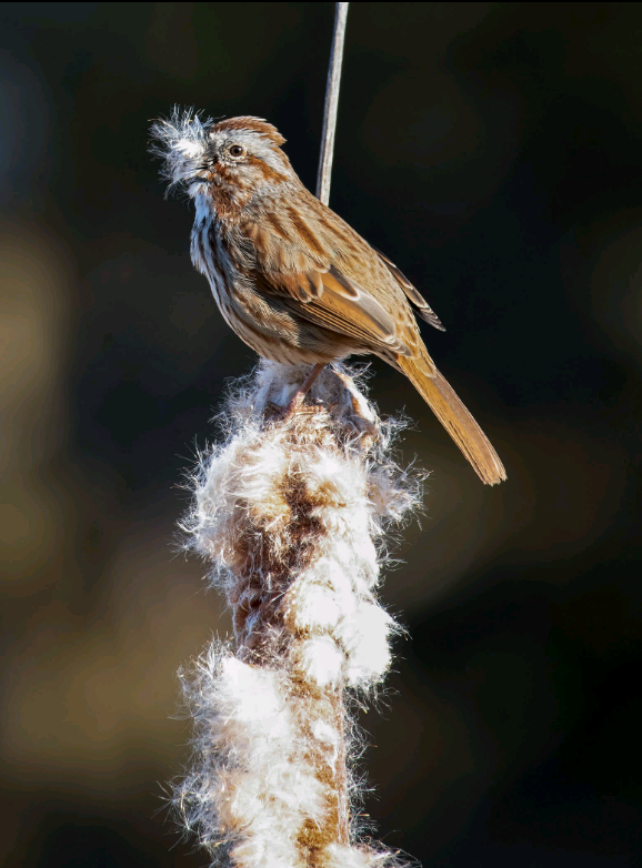 birdWatching