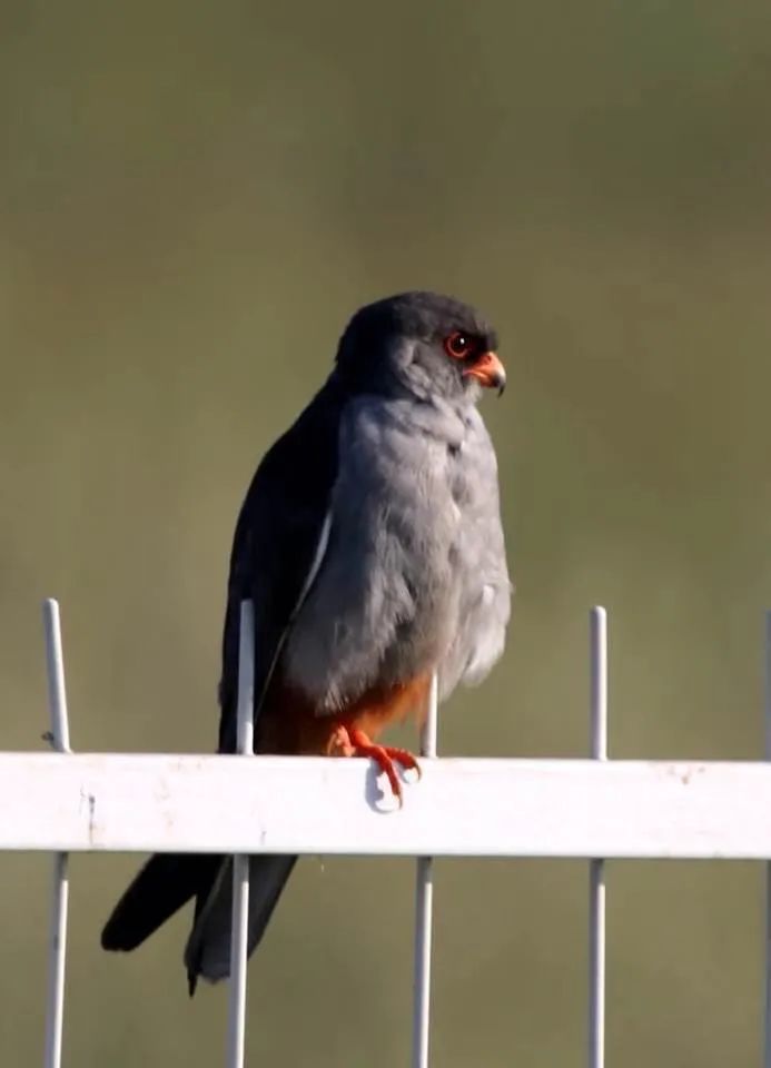 birdWatching