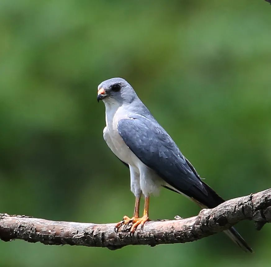 birdWatching