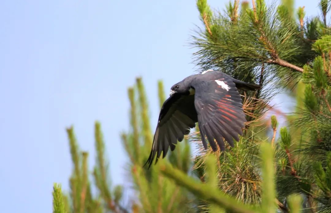birdWatching