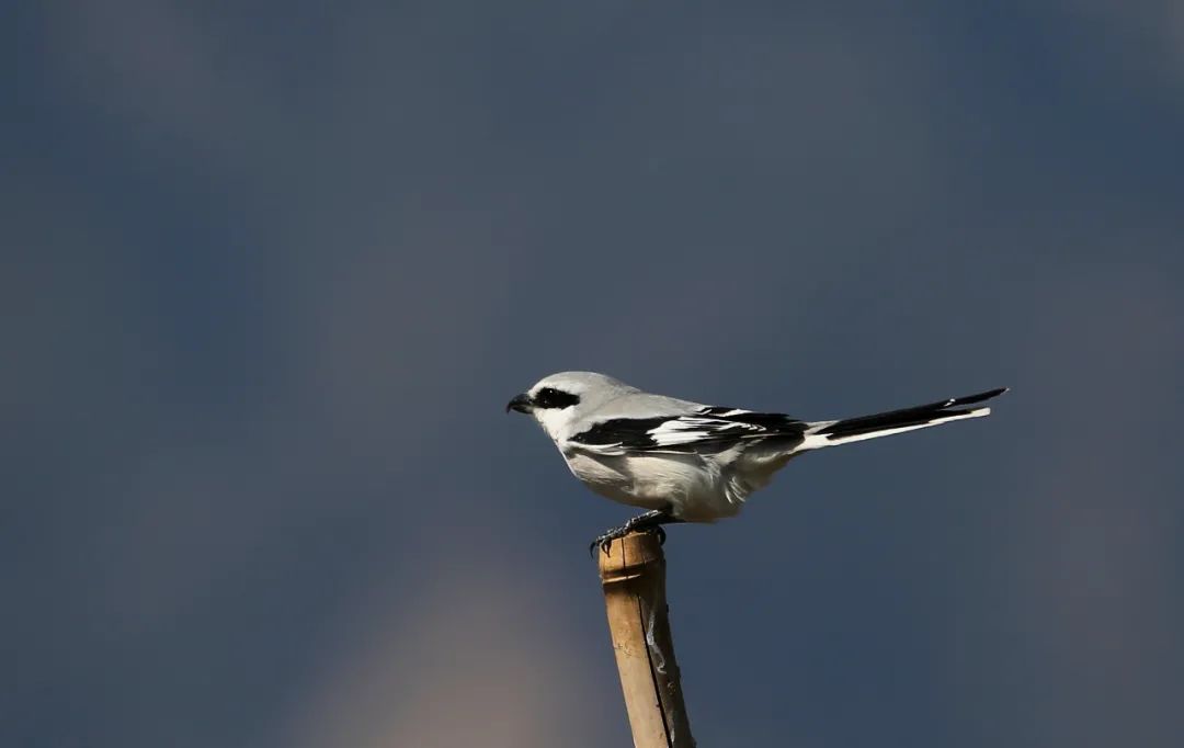 birdWatching