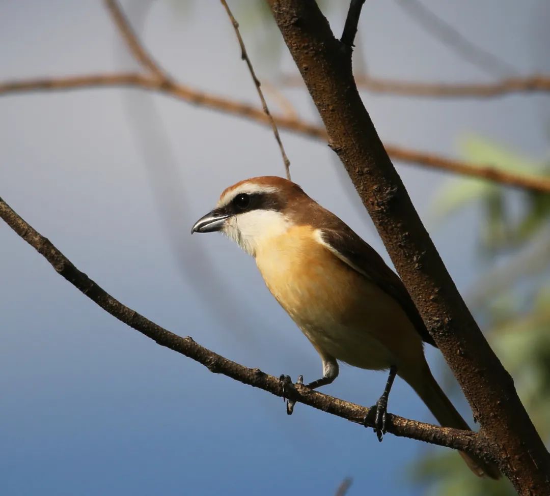 birdWatching