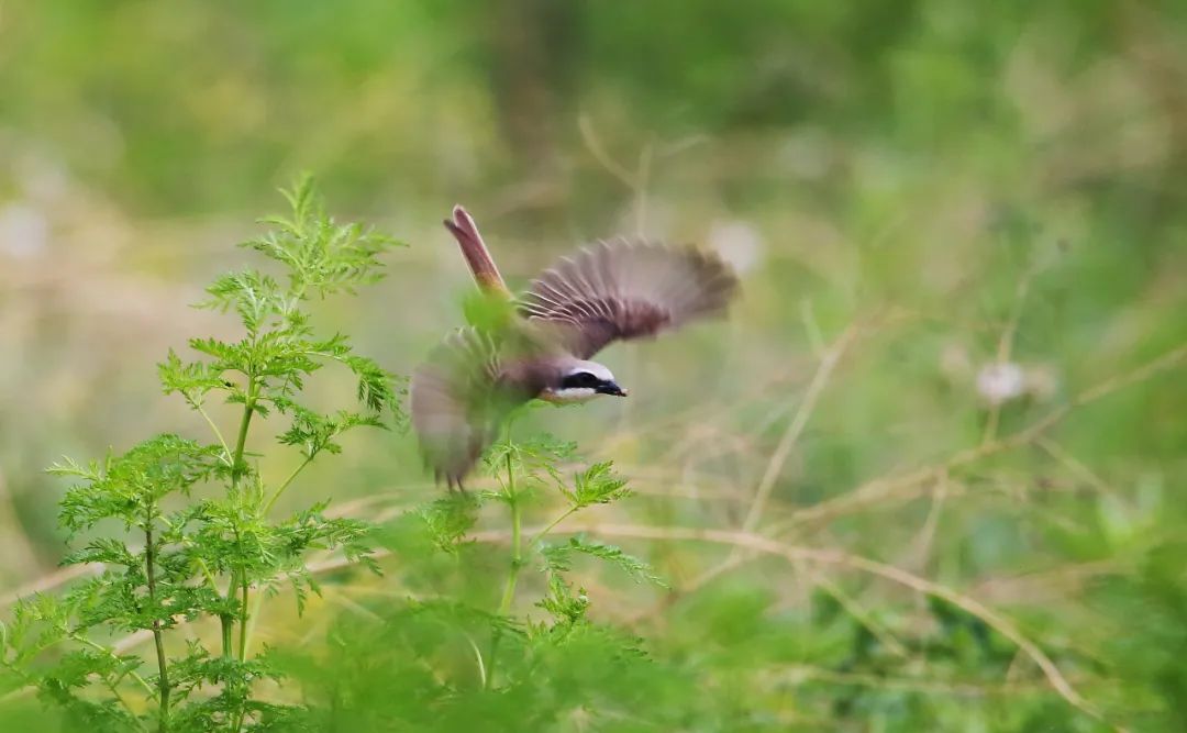 birdWatching