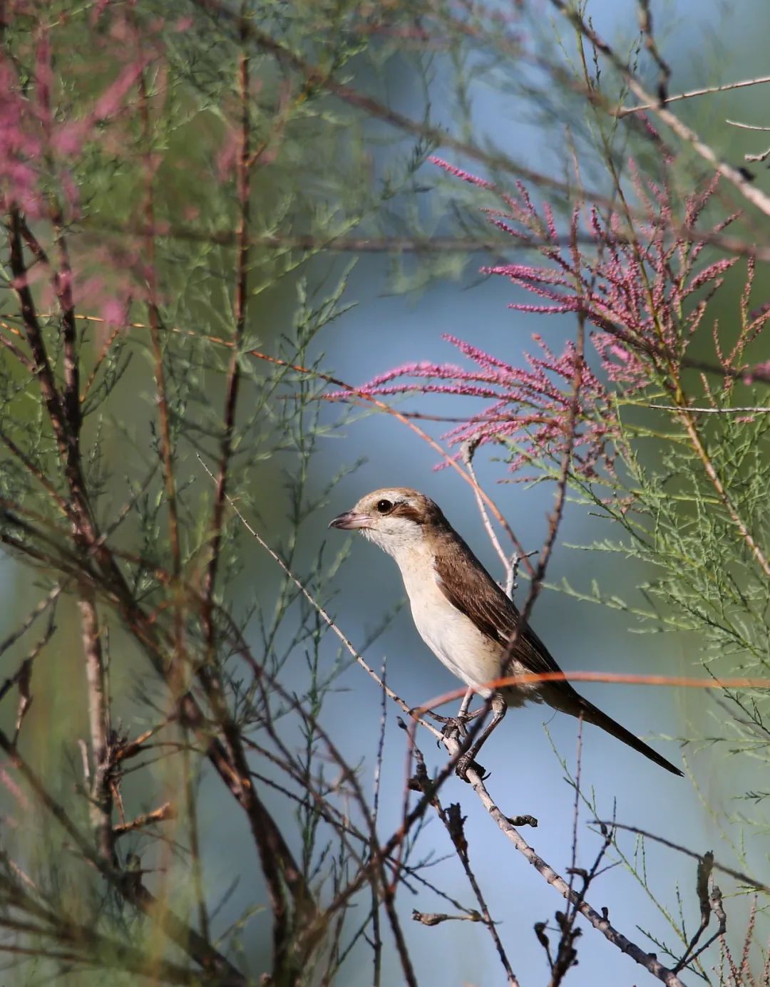 birdWatching