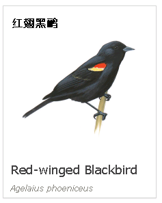 birdWatching