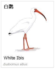 birdWatching birdWatching