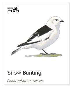 birdWatching birdWatching