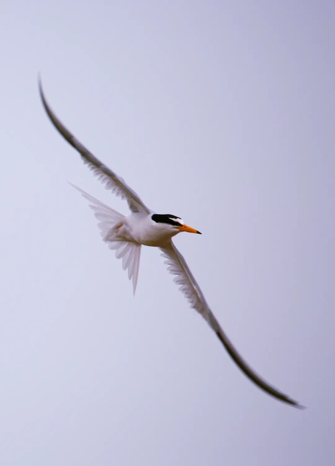 birdWatching