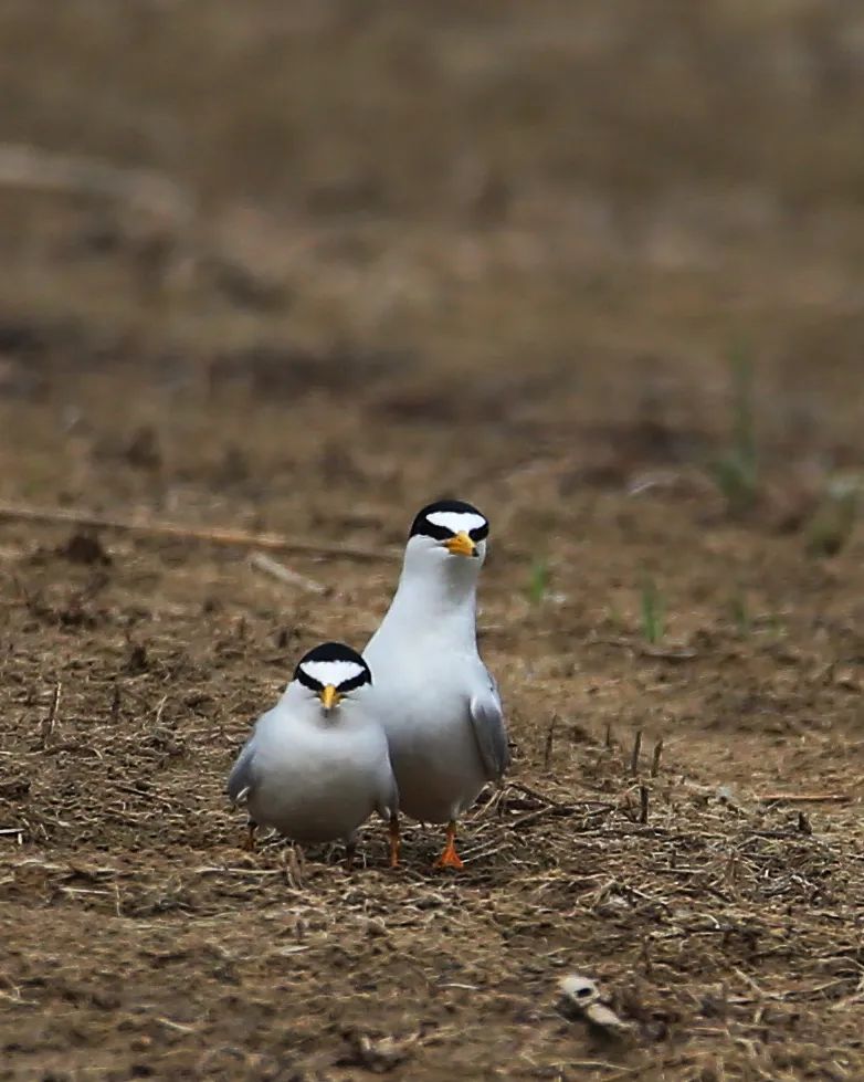 birdWatching