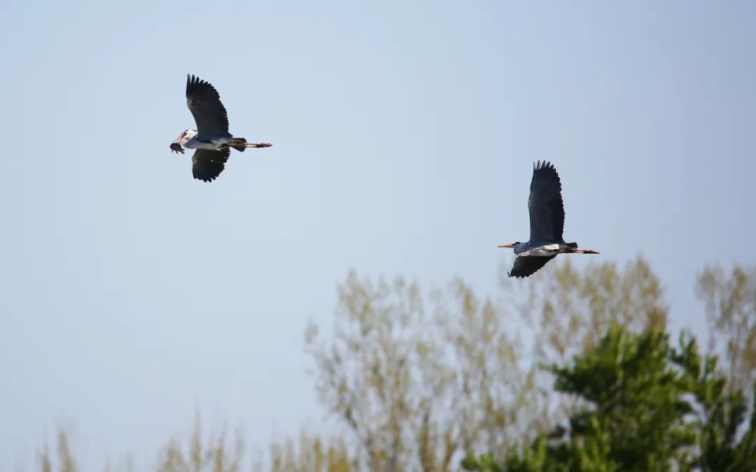 birdWatching