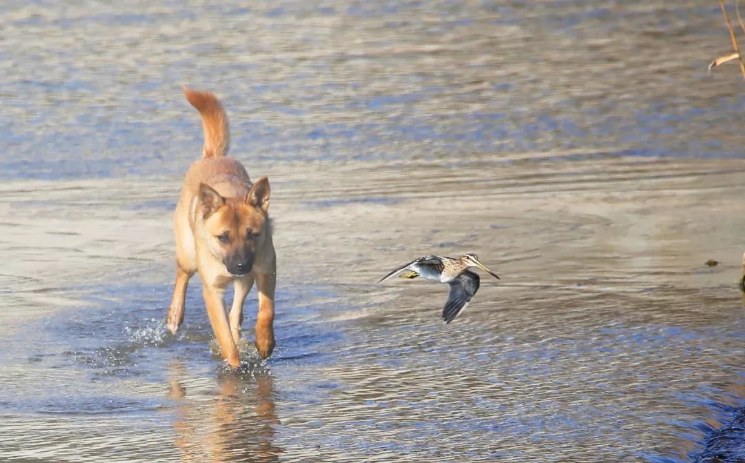 birdWatching
