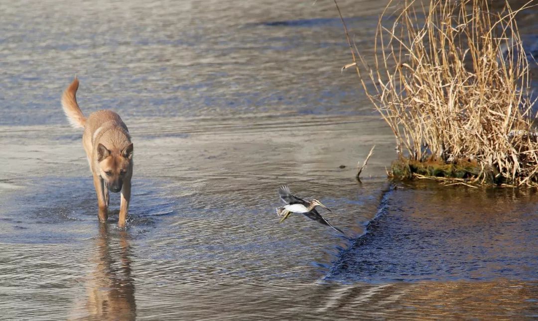 birdWatching