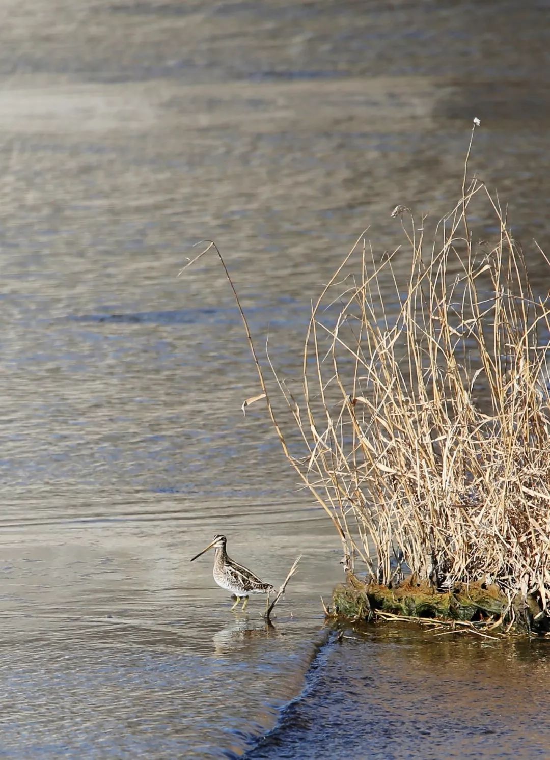 birdWatching