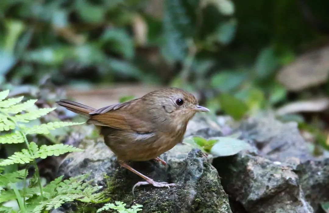 birdWatching