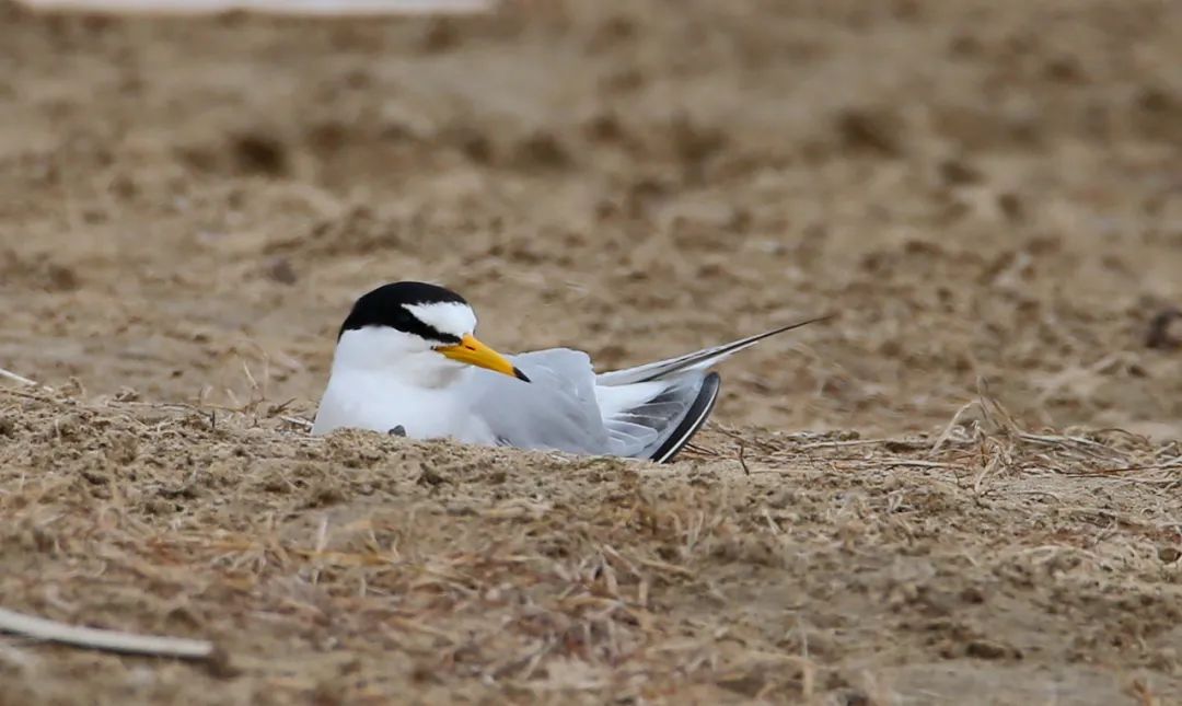 birdWatching