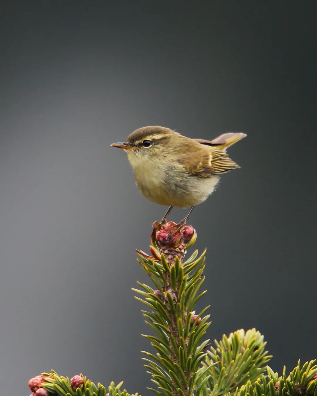 birdWatching