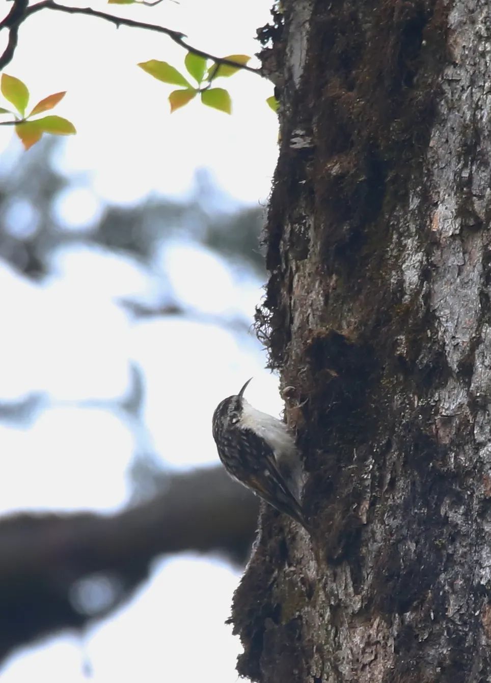 birdWatching