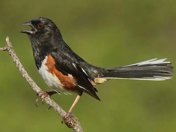 birdWatching