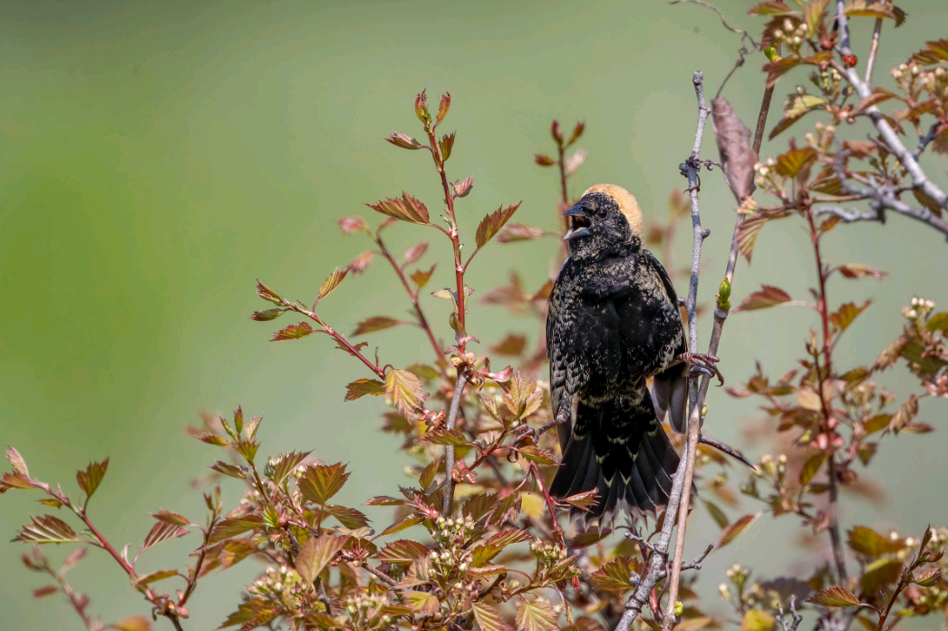 birdWatching