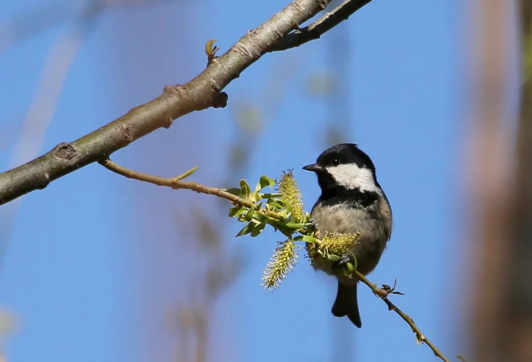 birdWatching