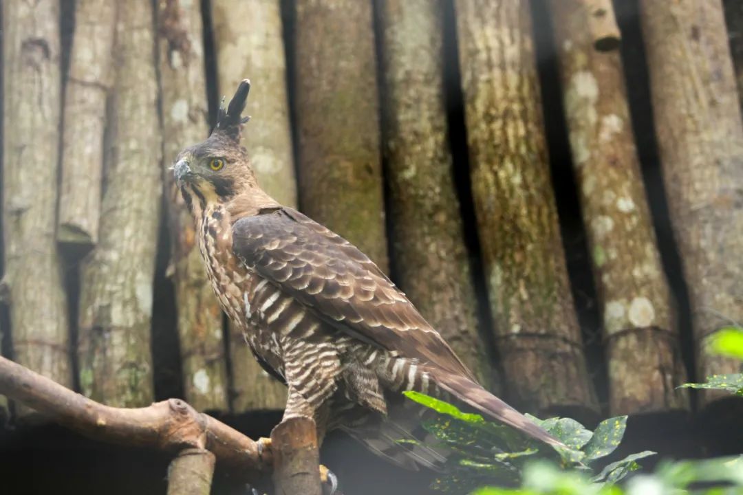 birdWatching