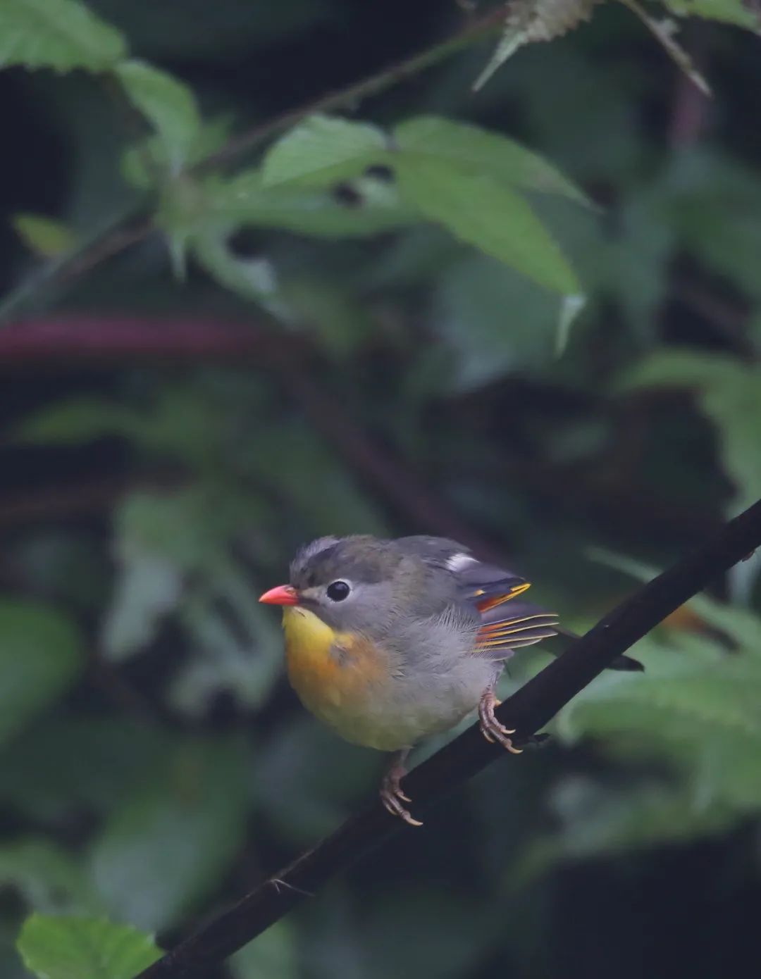 birdWatching