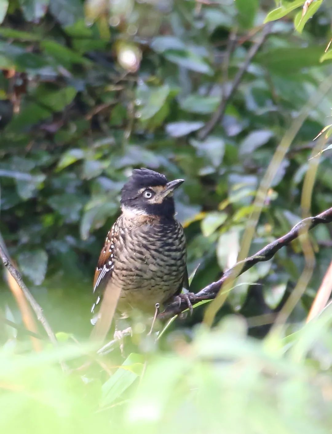 birdWatching