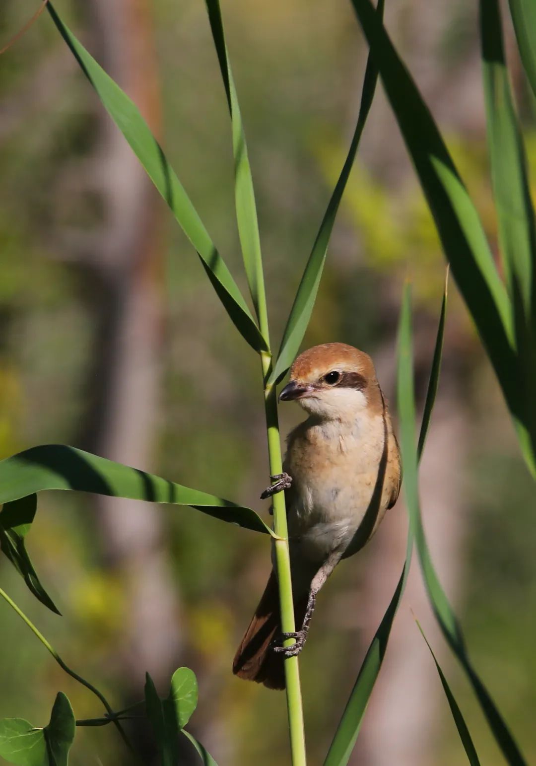 birdWatching