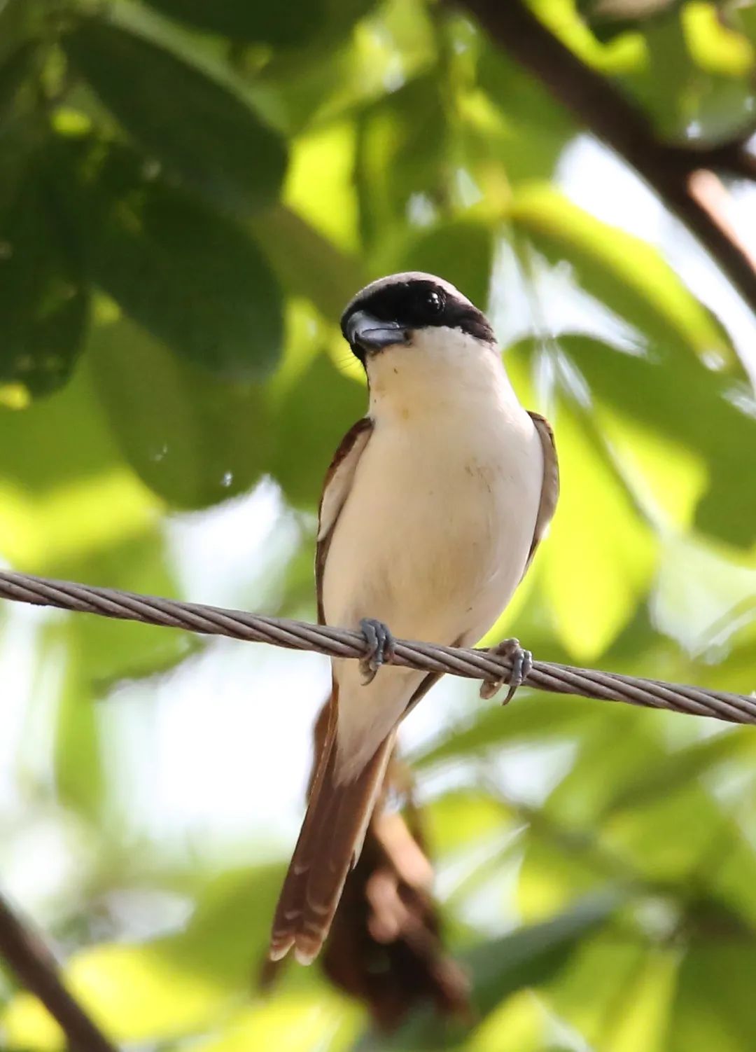 birdWatching