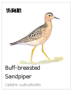 birdWatching birdWatching