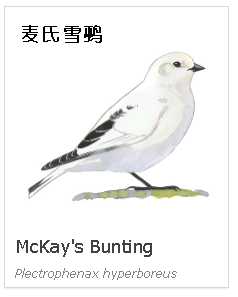 birdWatching birdWatching