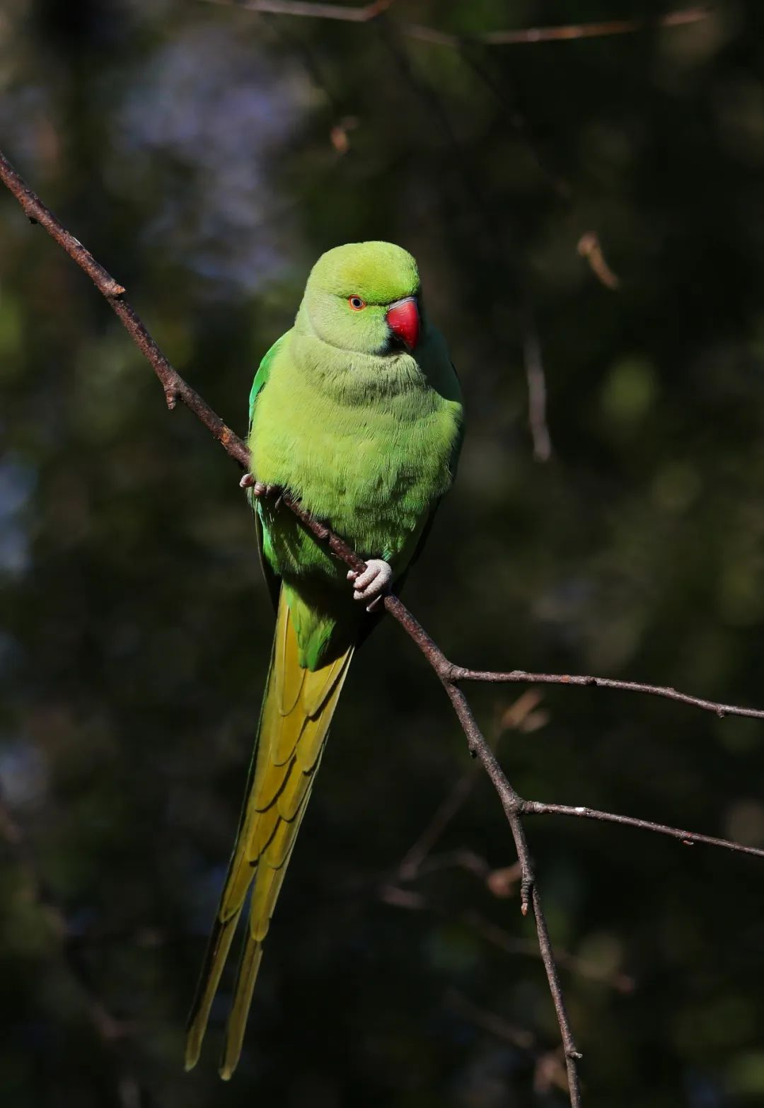 birdWatching