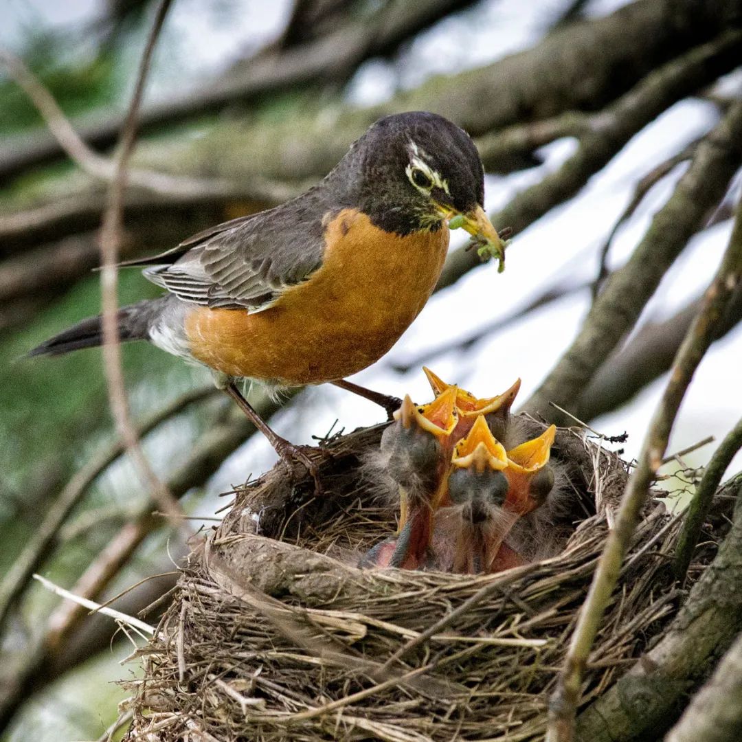 birdWatching