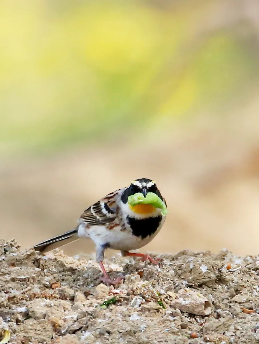 birdWatching