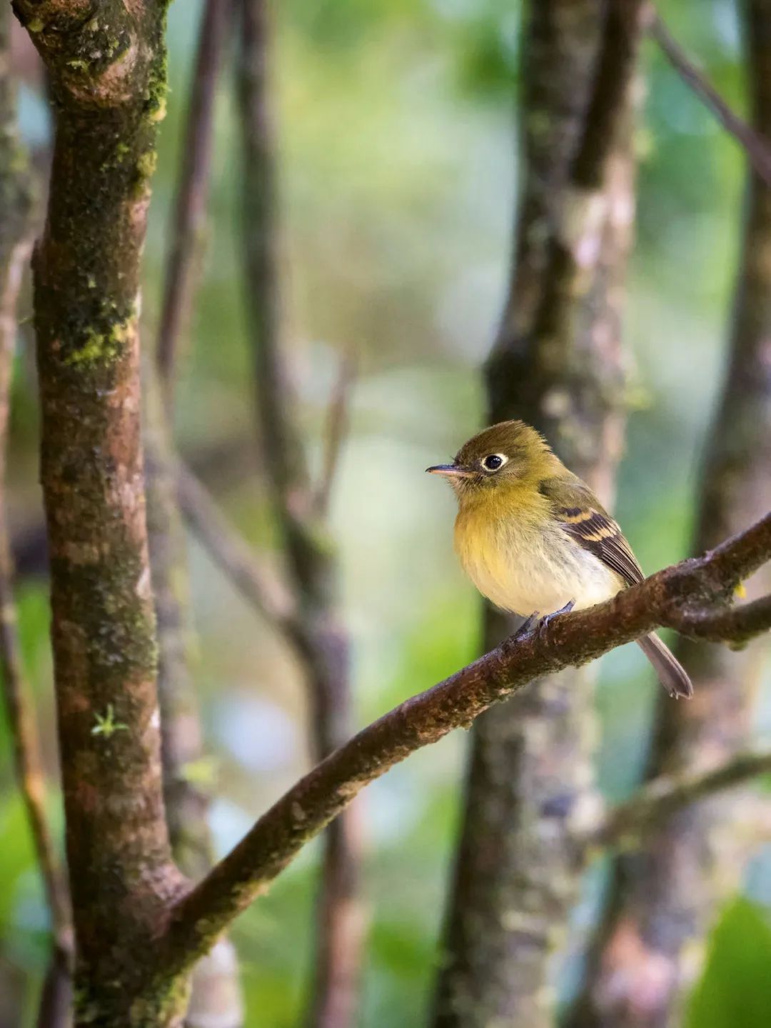 birdWatching