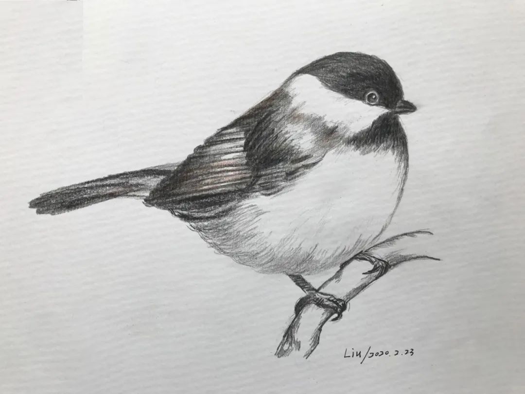 birdWatching