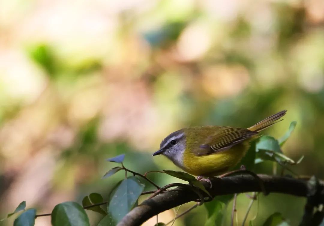 birdWatching