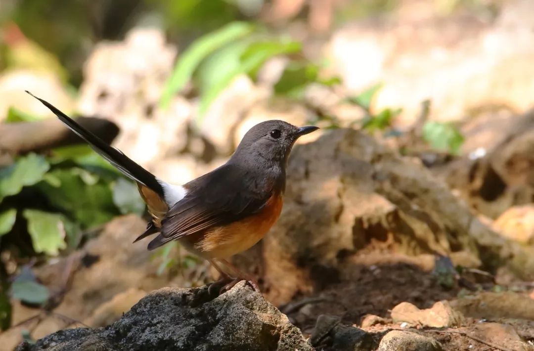 birdWatching