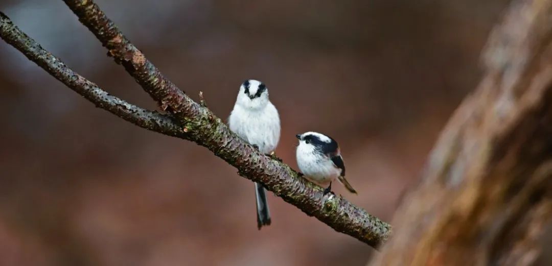 birdWatching