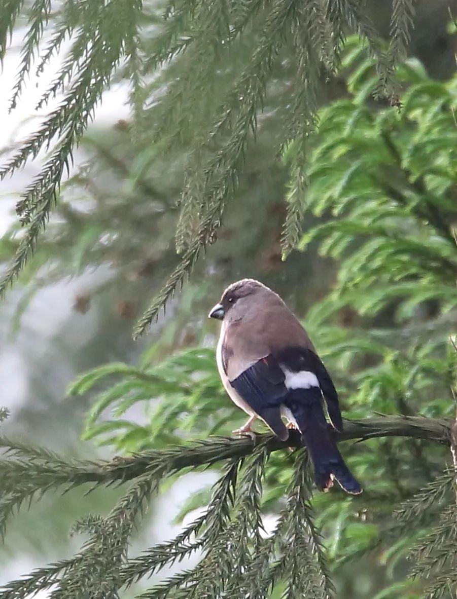 birdWatching