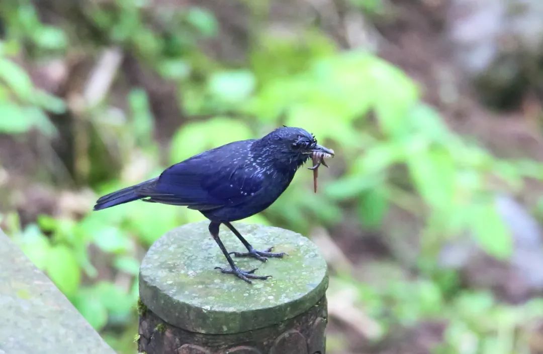 birdWatching