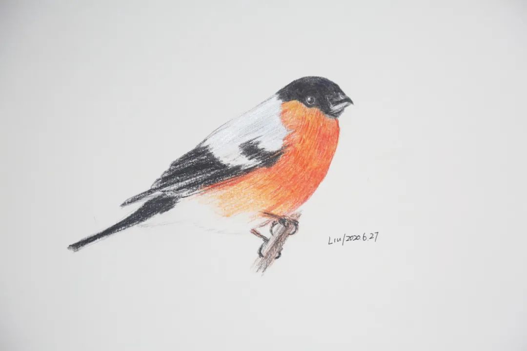 birdWatching