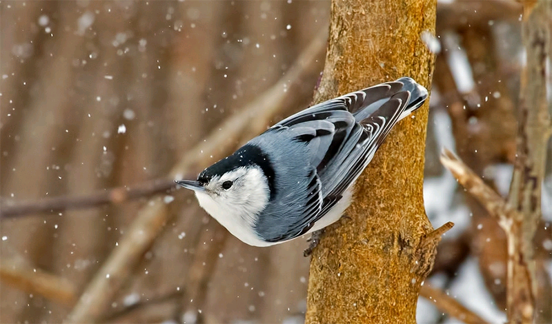 birdWatching